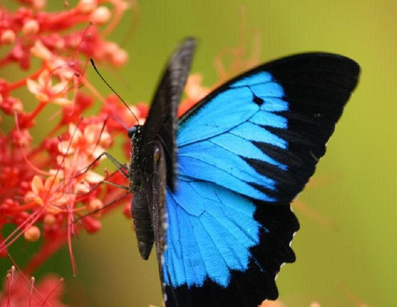 blue butterfly on red flower