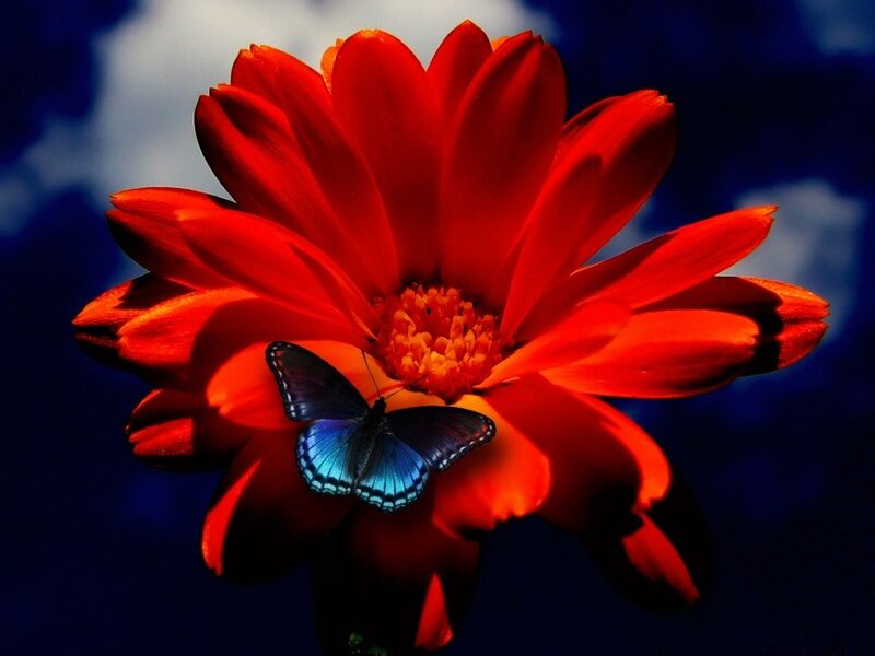 Blue Butterfly on Red Flower — Dramatic, Photograph, Sky