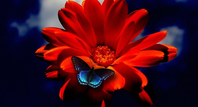 Blue Butterfly on Red Flower — Dramatic, Photograph