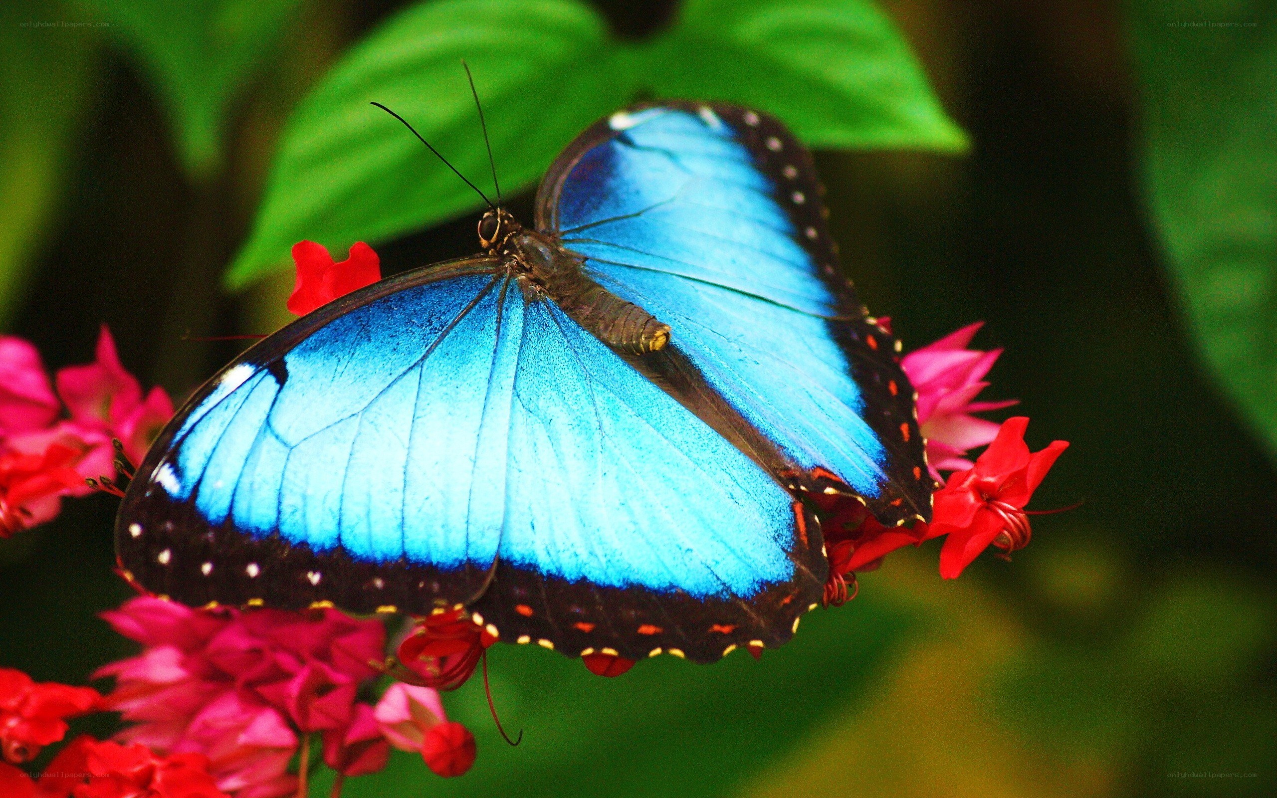 Blue butterfly on red flowers