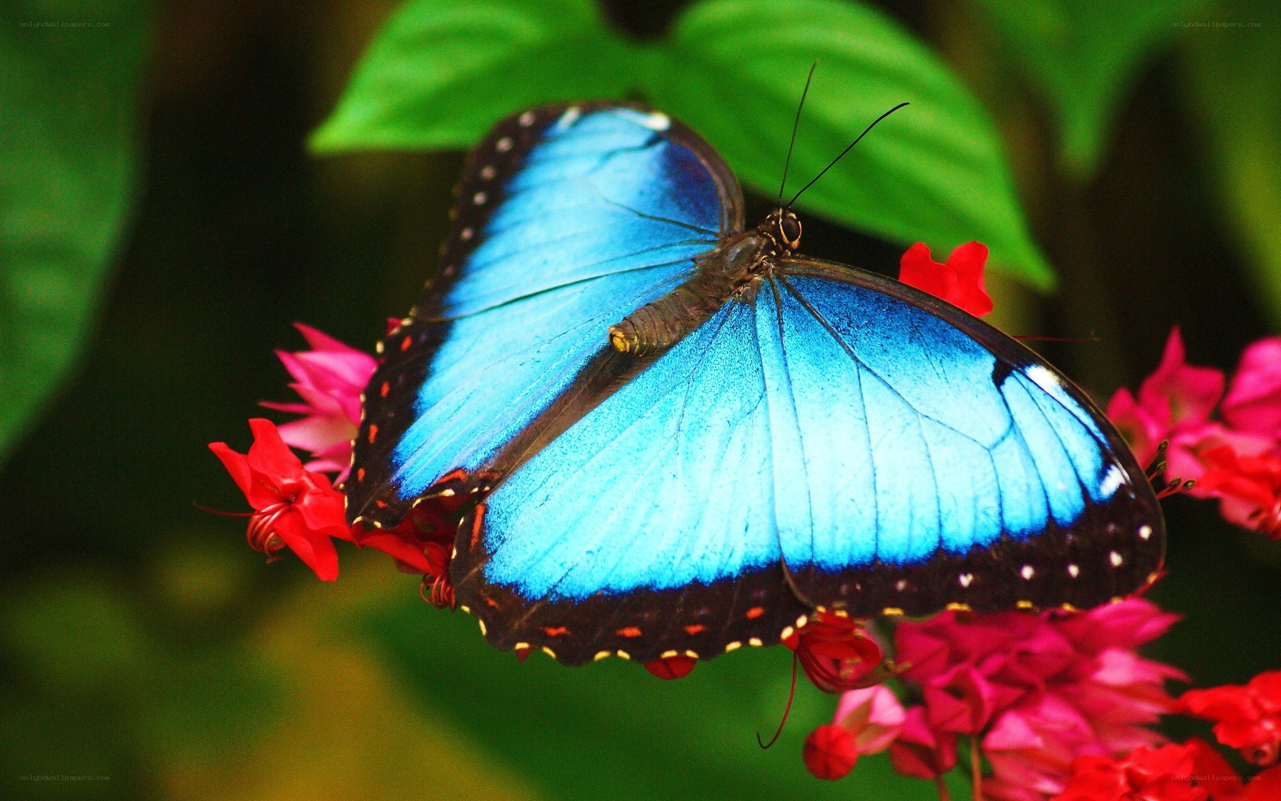 Blue butterfly on red flowers