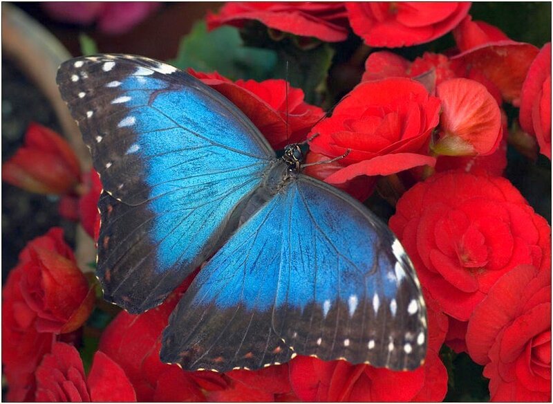Blue butterfly on red flowers