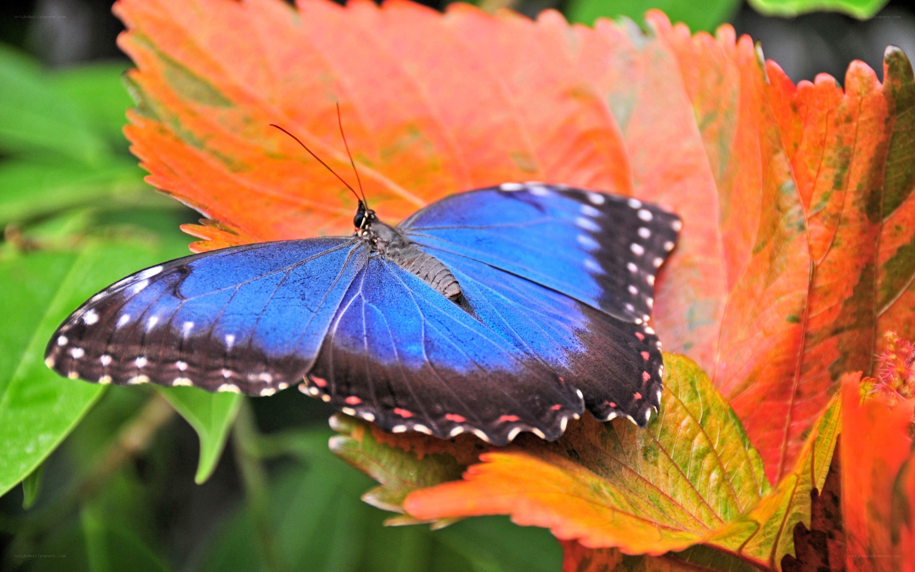 blue butterfly on red leaf