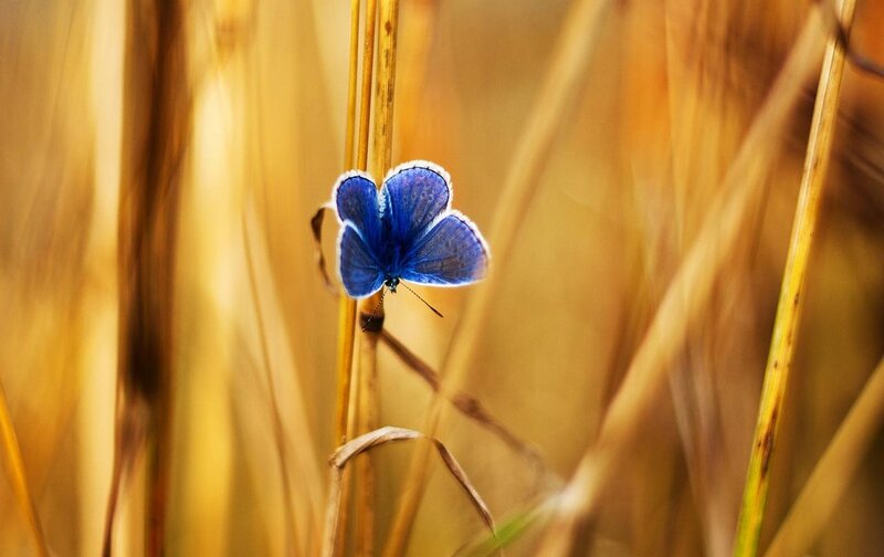 Blue Butterfly on Reed