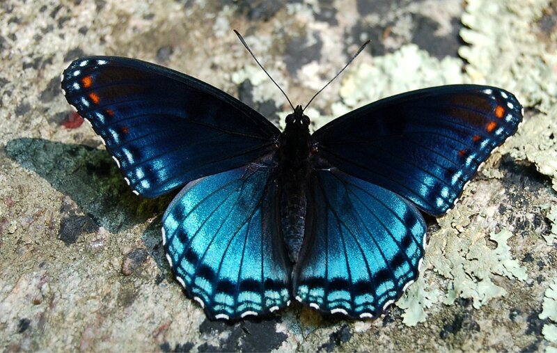 Blue Butterfly on Rock — Calm, Afternoon