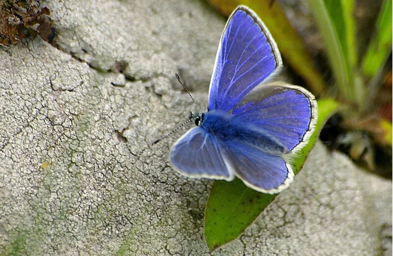 Blue Butterfly on Rock — Calm, Photograph