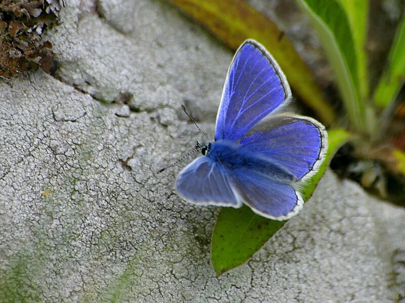 Blue Butterfly on Rock — Calm