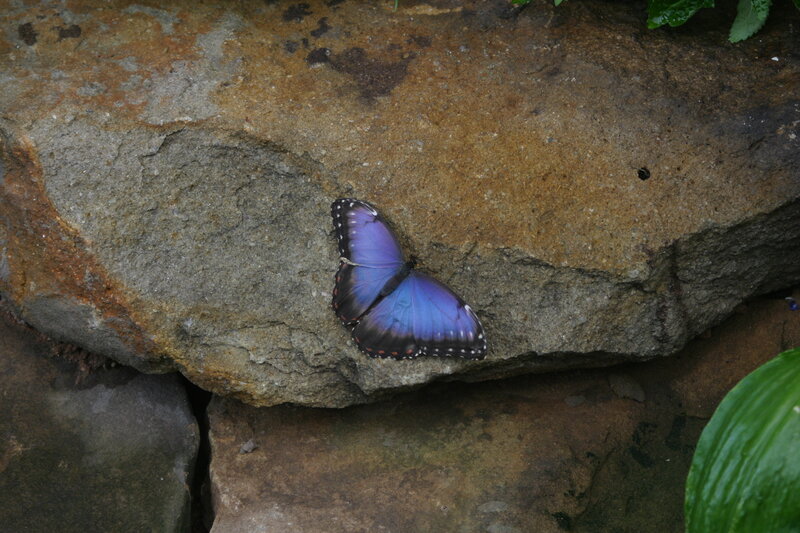 Blue Butterfly on Rock — Purple