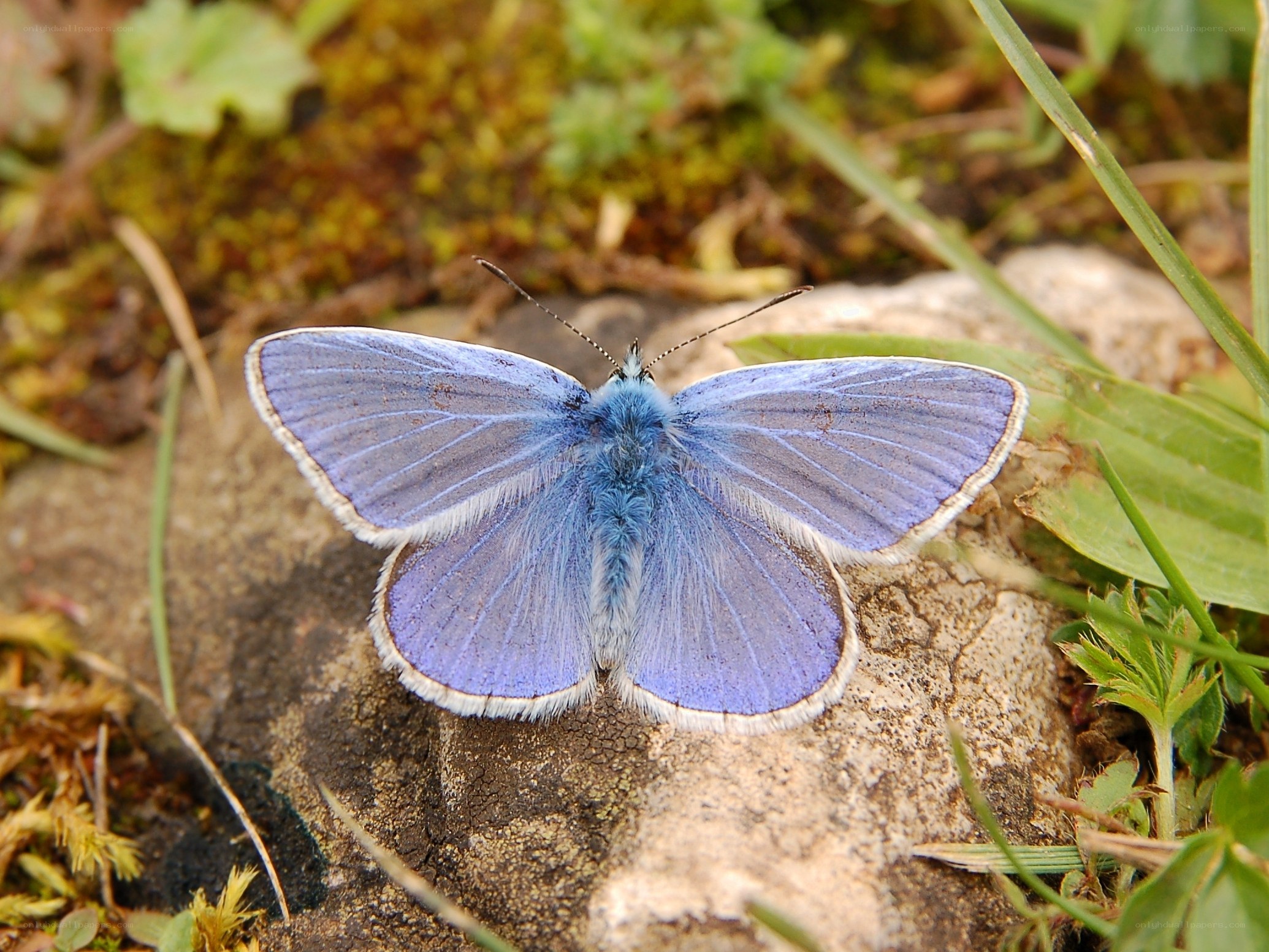 blue butterfly on rock