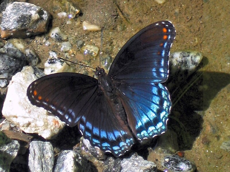 blue butterfly on rocks