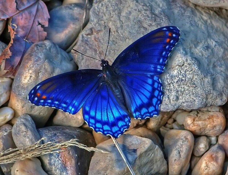 Blue Butterfly on Rocks — Calm