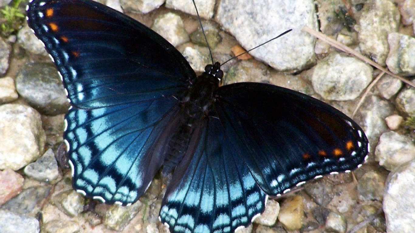 blue butterfly on rocks