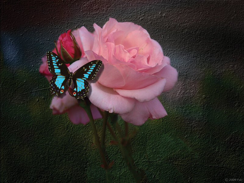 Blue Butterfly on Rose — Pink