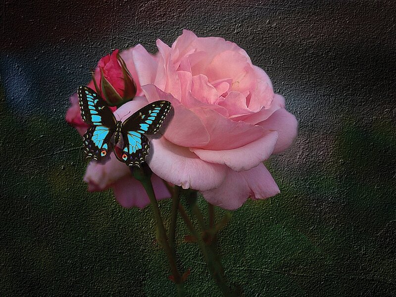 Blue Butterfly on Rose