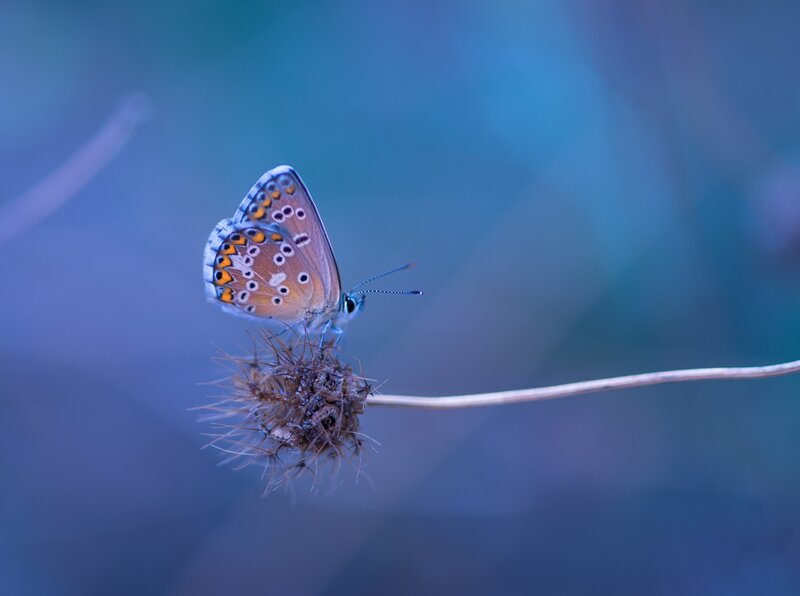 Blue Butterfly on Seed Head