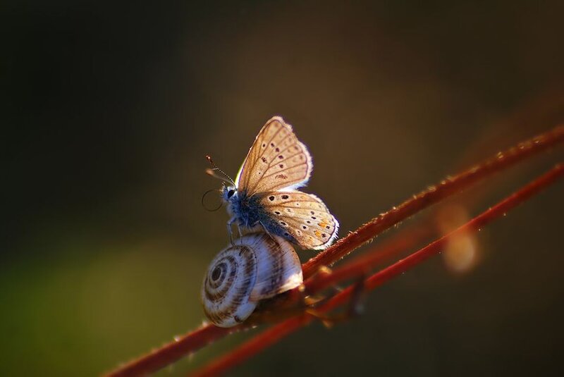 Blue Butterfly on Snail Shell