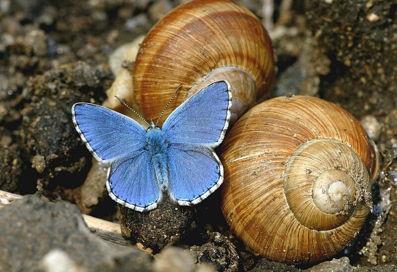 Blue Butterfly on Snail Shells