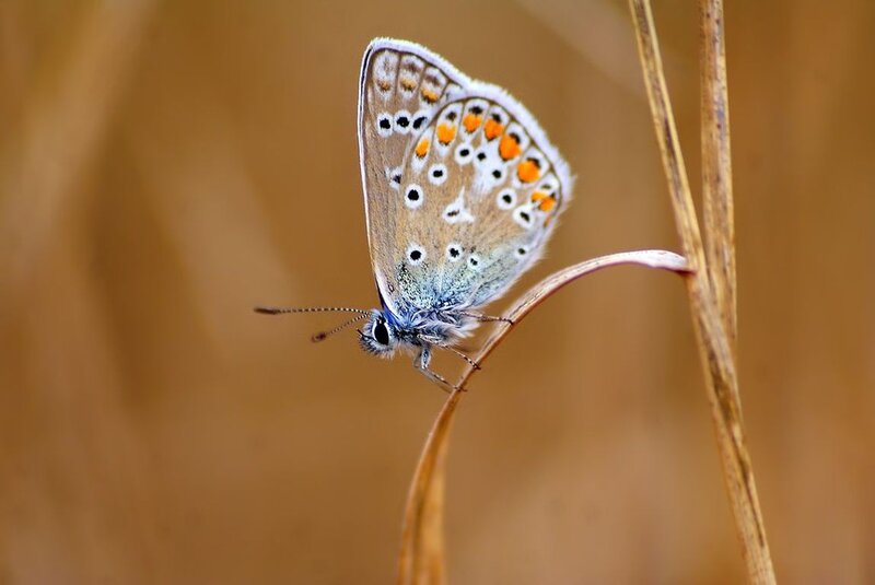 Blue Butterfly on Stem — Brown