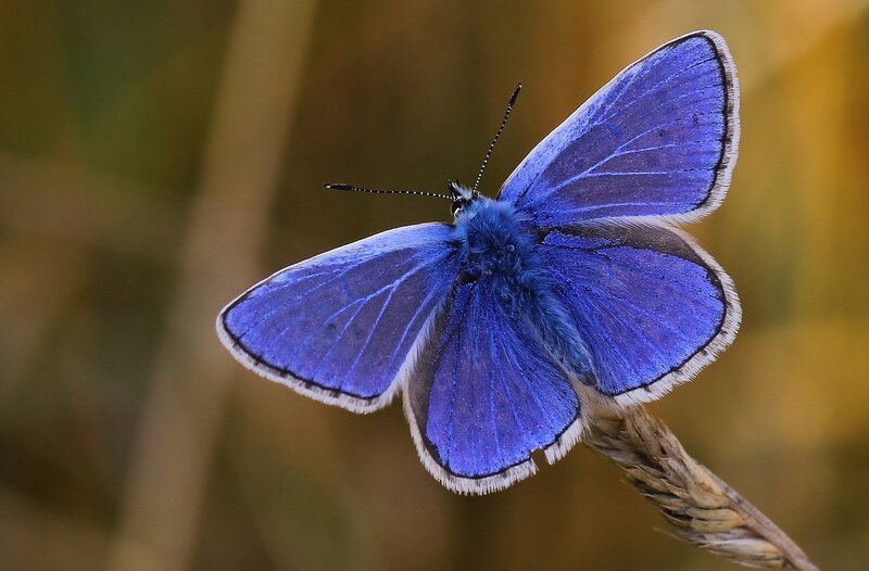 Blue Butterfly on Stem — Calm, Afternoon