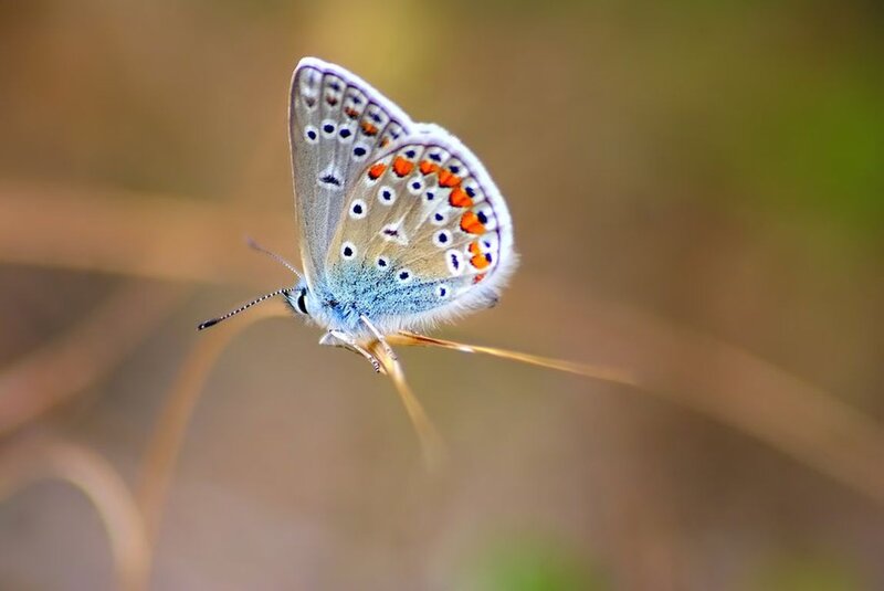 Blue Butterfly on Stem — Calm
