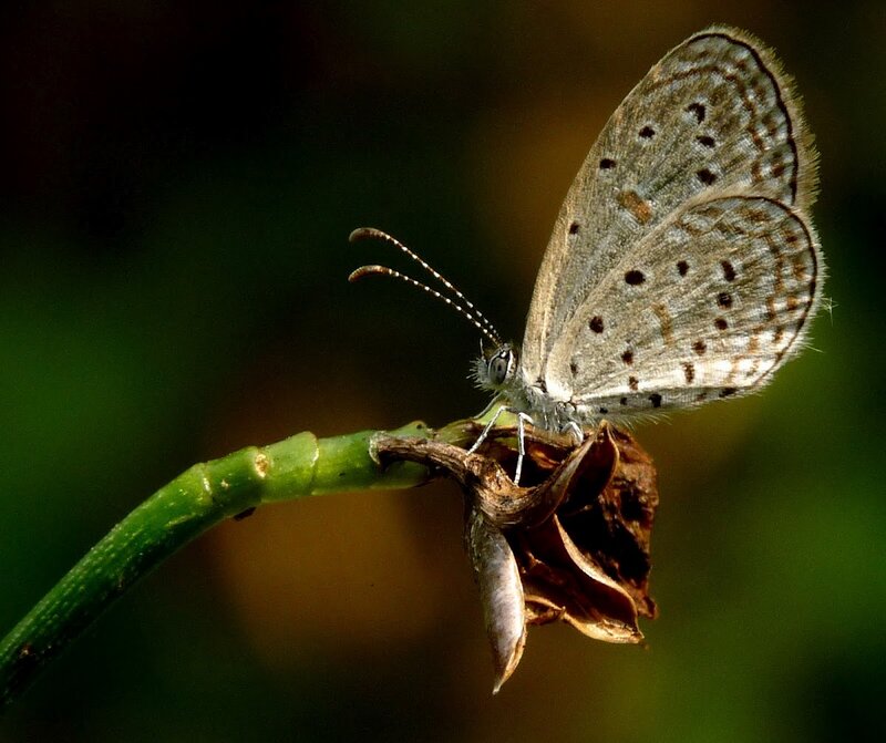 Blue Butterfly on Stem — Gray