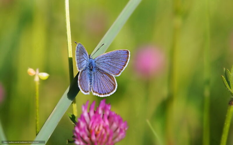 Blue Butterfly on Stem — Green, Serene