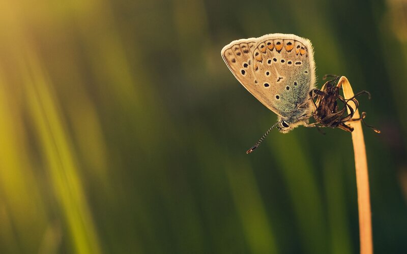 Blue Butterfly on Stem — Green
