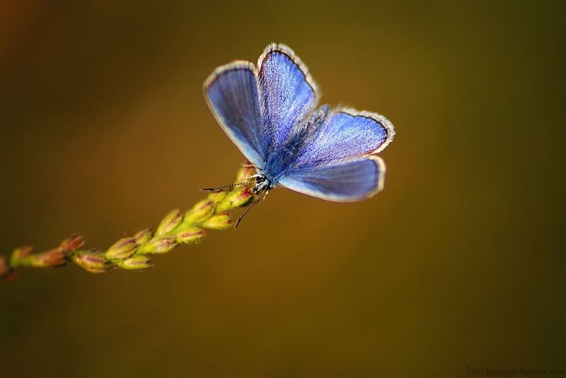 Blue Butterfly on Stem — Serene, Afternoon, Photograph