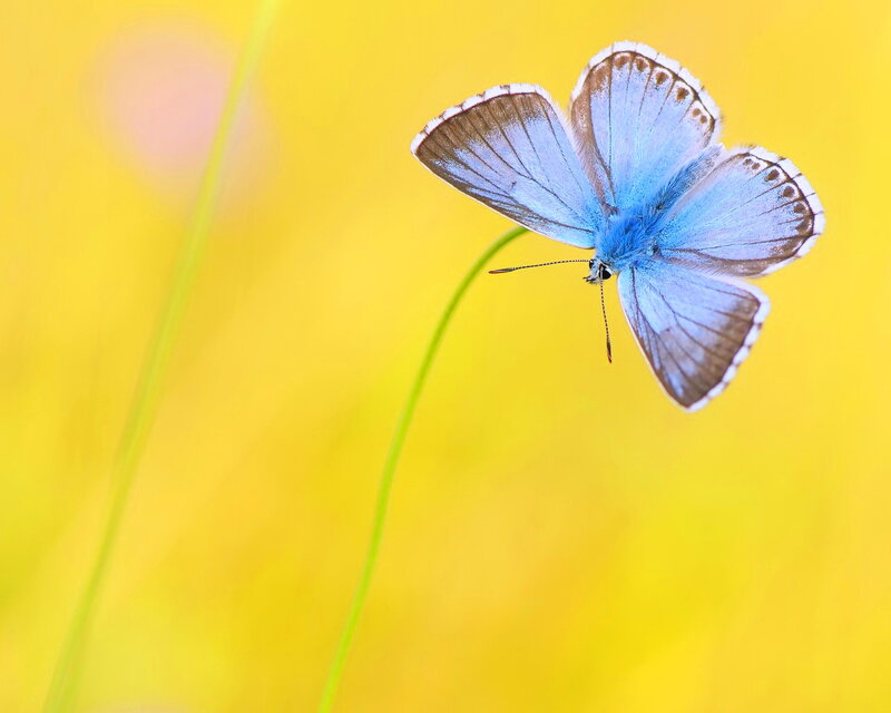 Blue Butterfly on Stem — Serene, Afternoon