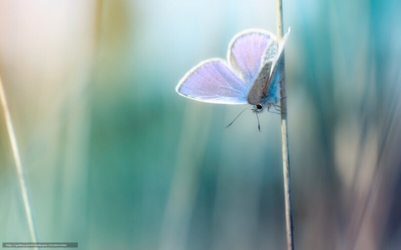 Blue Butterfly on Stem — Serene, Morning