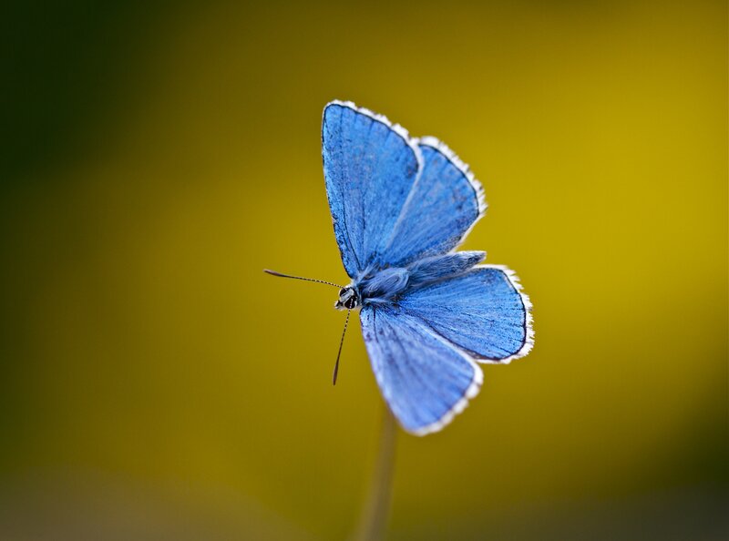 Blue Butterfly on Stem — Serene, Photograph