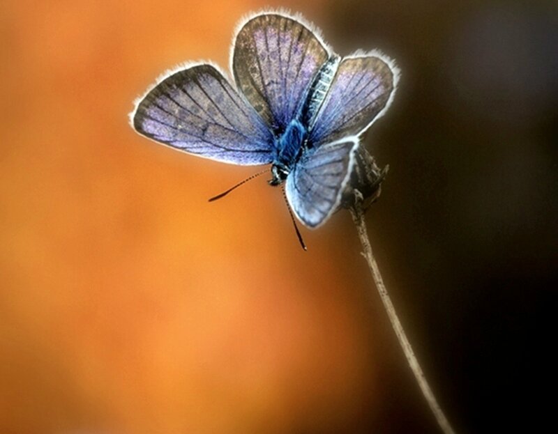 Blue Butterfly on Stem