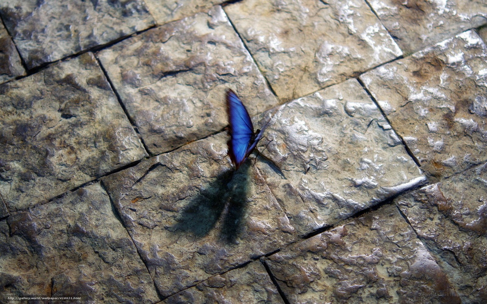 blue butterfly on stone