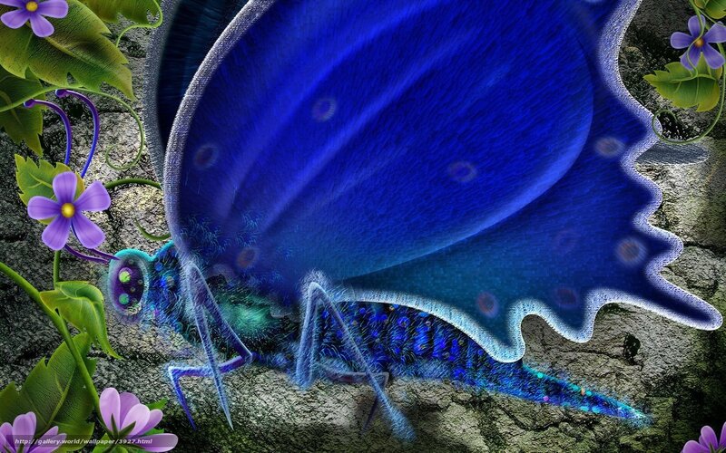 Blue butterfly on stone
