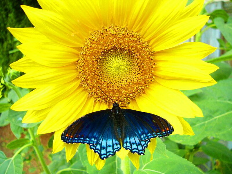 Blue Butterfly on Sunflower