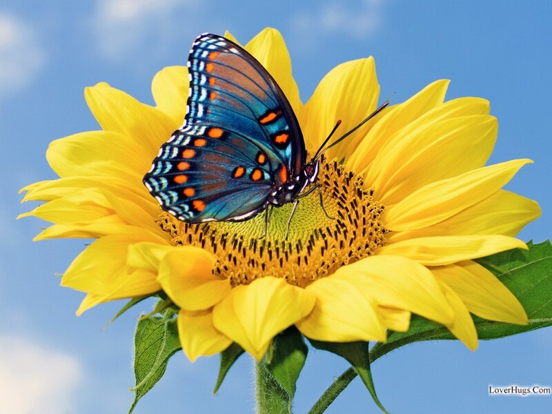 Blue Butterfly on Sunflower — Yellow, Serene