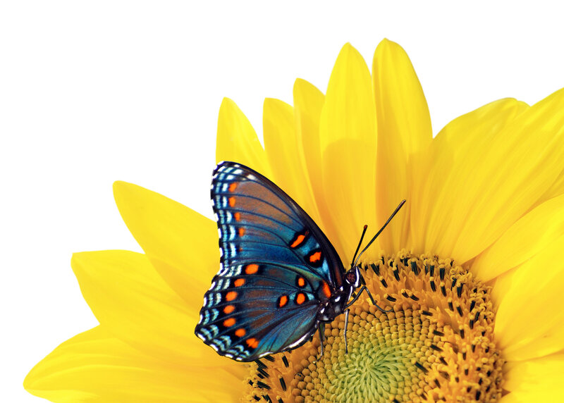 Blue Butterfly on Sunflower — Yellow