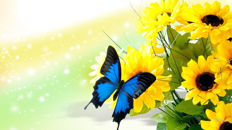 Blue Butterfly on Sunflowers