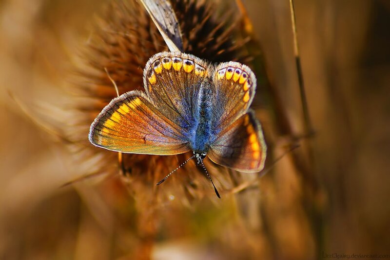 Blue Butterfly on Thistle — Brown
