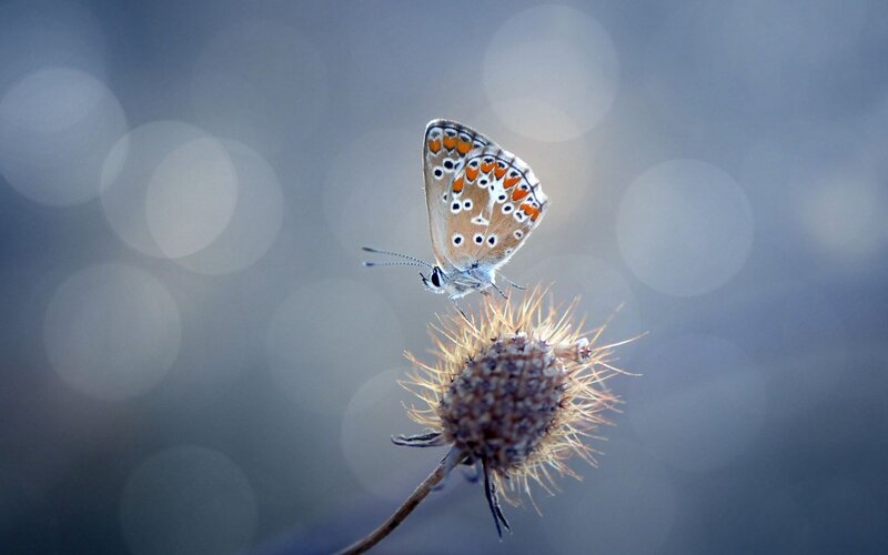 Blue Butterfly on Thistle — Gray