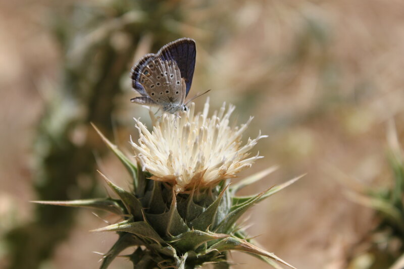 Blue Butterfly on Thistle
