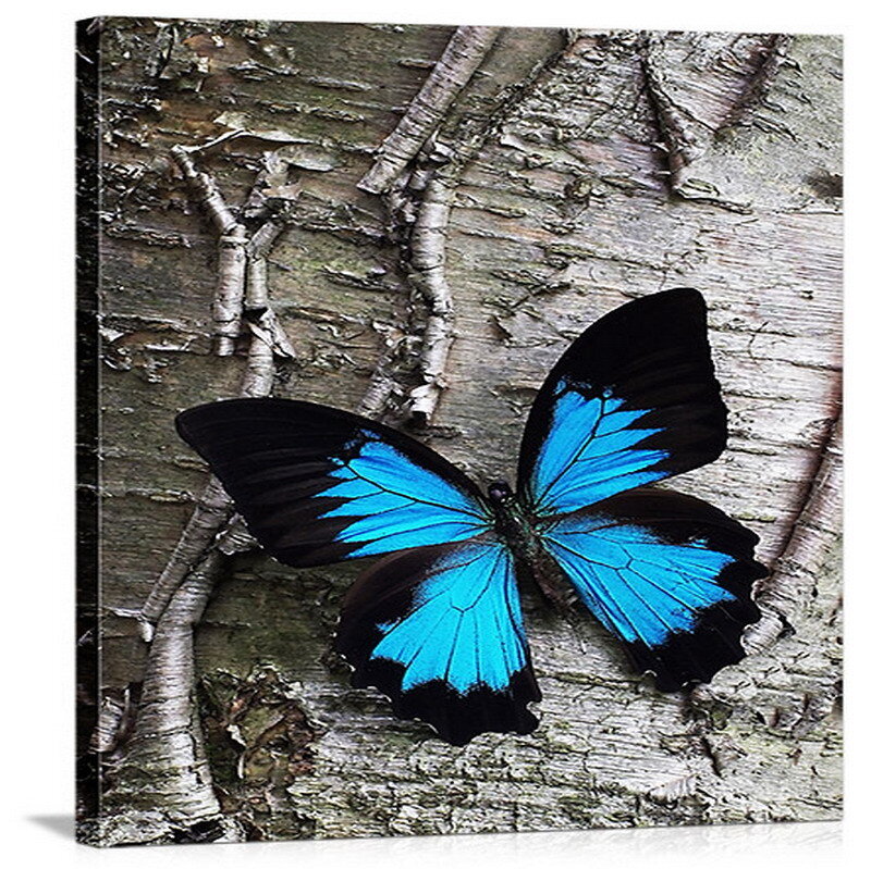 blue butterfly on tree bark
