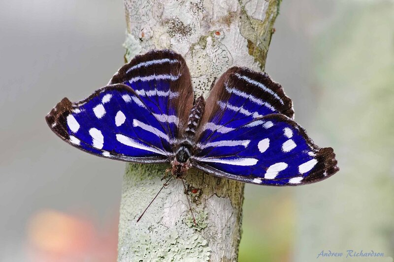 Blue Butterfly on Tree