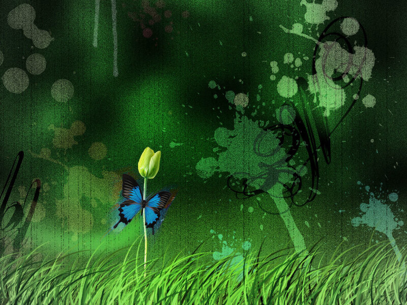 Blue Butterfly on Tulip