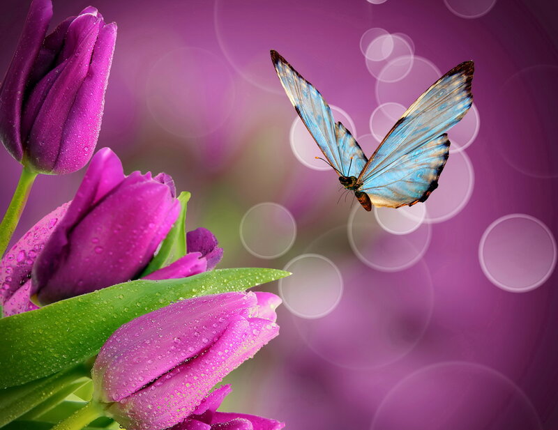 Blue Butterfly on Tulips