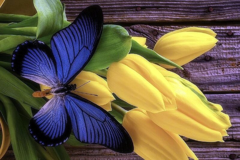 Blue Butterfly on Tulips — Yellow