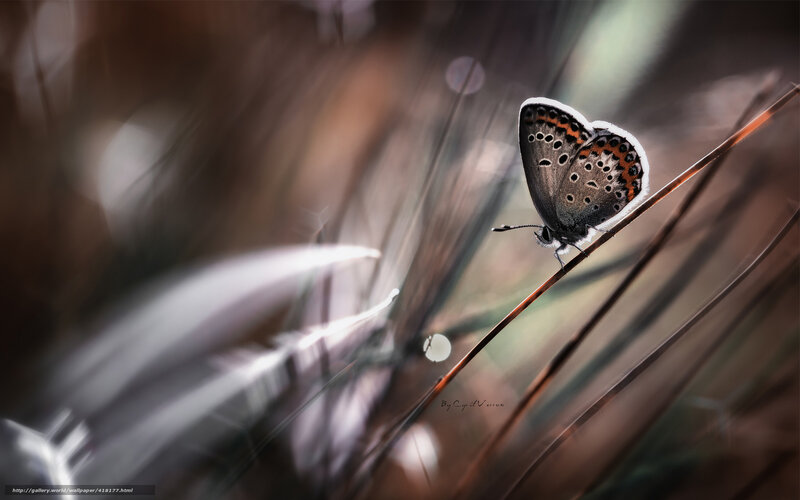 Blue Butterfly on Twig — Brown, Serene