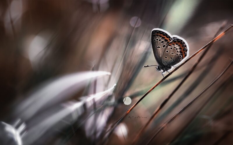 Blue Butterfly on Twig — Brown