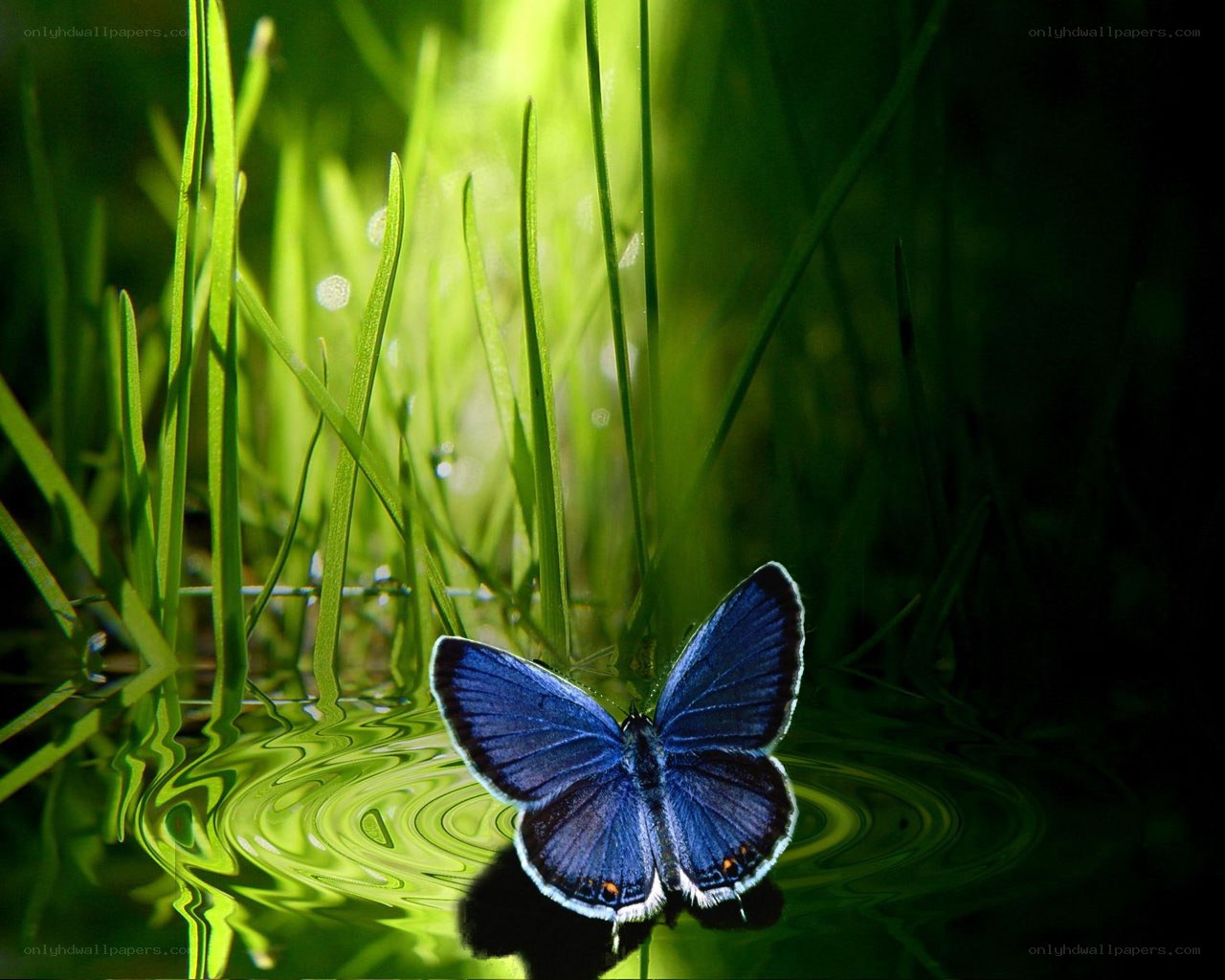 Blue butterfly on water