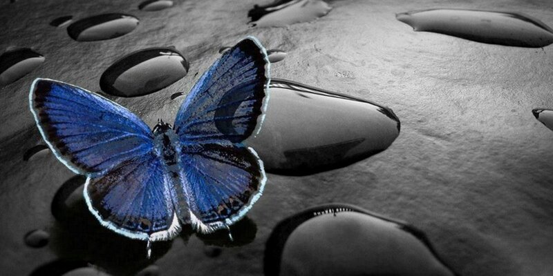 Blue Butterfly on Wet Surface — Serene